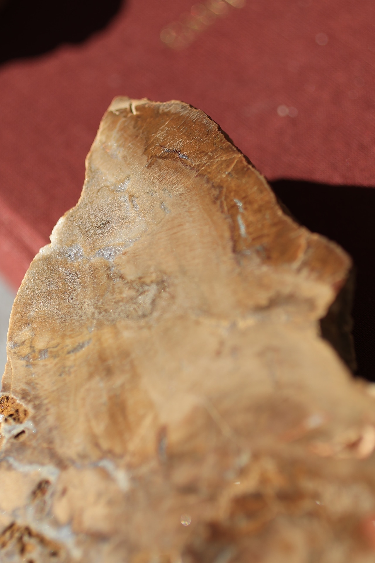 ペトリファイドウッド プレート |  Petrified Wood Plate ◇ 天然石・鉱物・パワーストーン | st00408