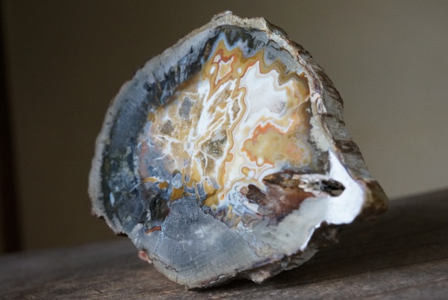 珪化木 Araucarioxylon 28