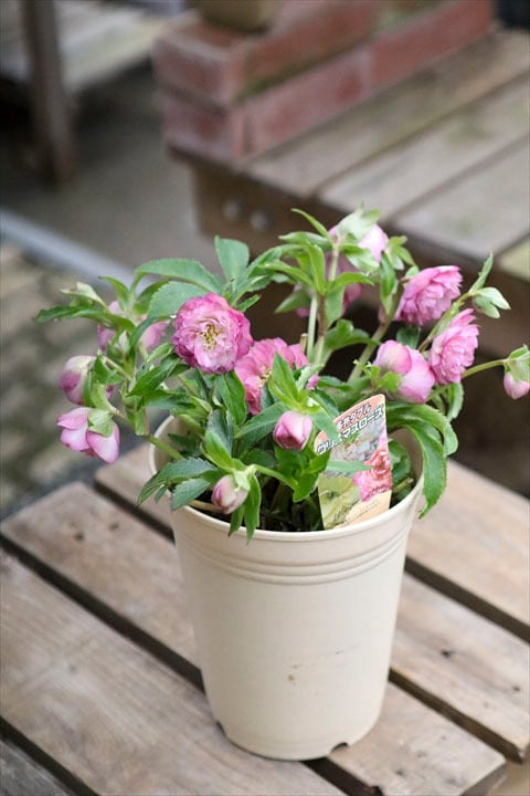 オニ通限定価格】クリスマスローズ 利休 1-25 | オニ通