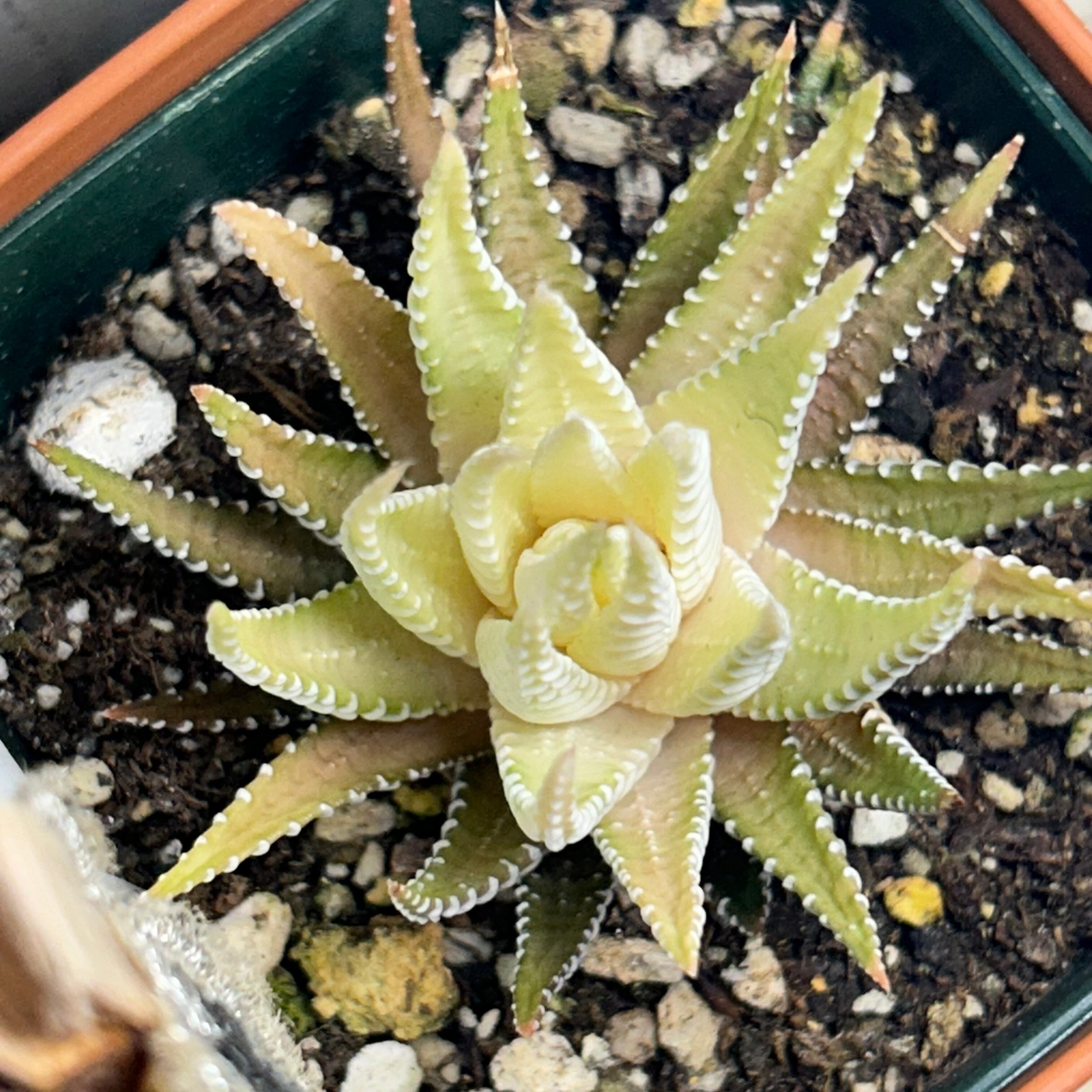 ハオルチア 白蝶 | RuPo 多肉植物専門店