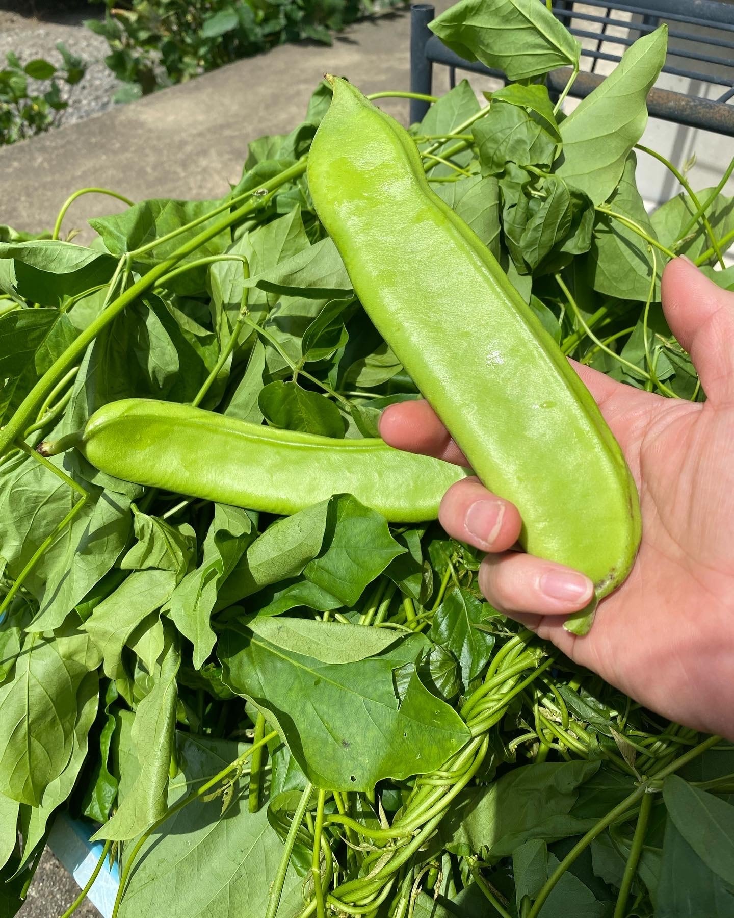 那須町産 なた豆茶 8pcs ナタマメ茶 なたまめ茶 刀豆茶 国産 効能