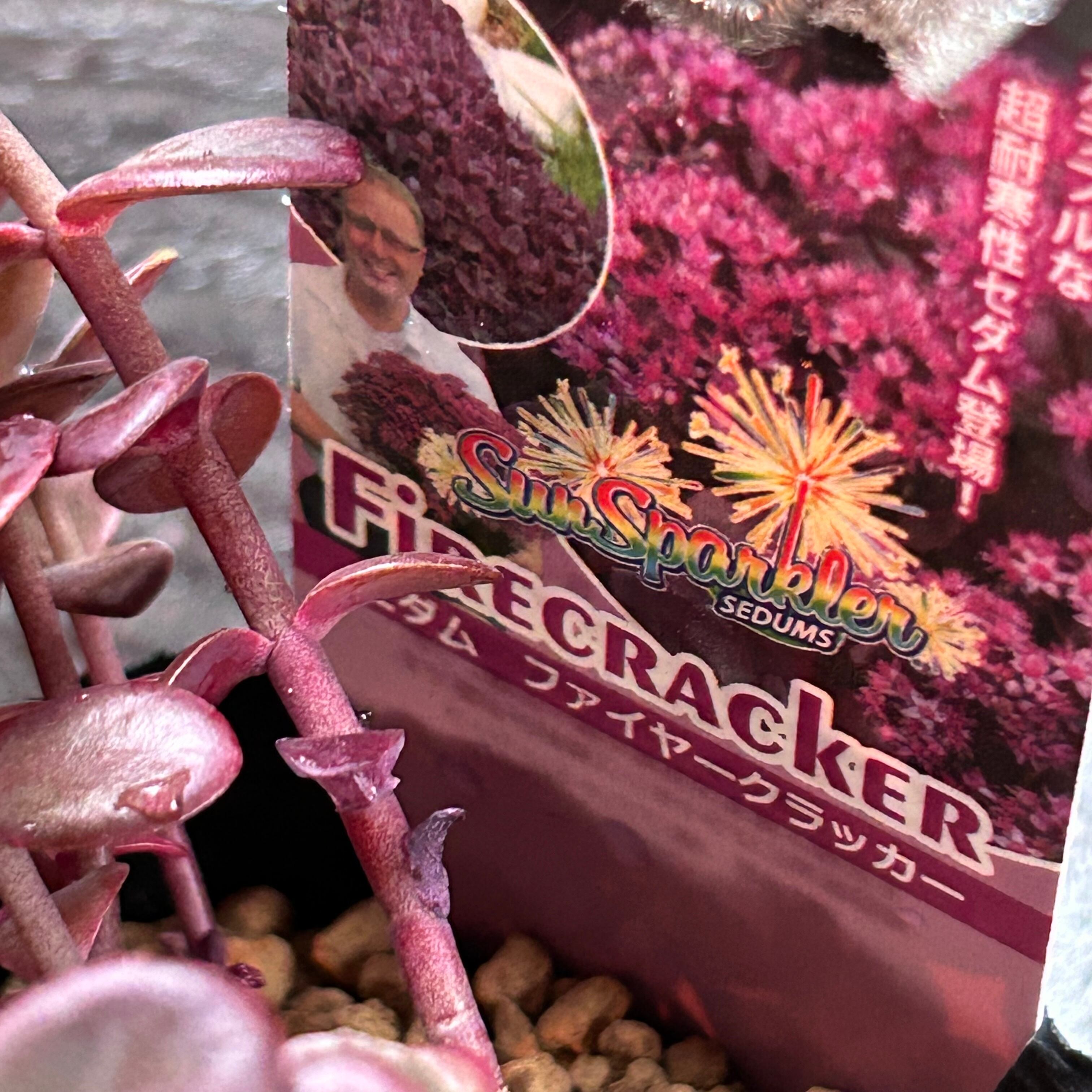 ファイヤークラッカー | RuPo 多肉植物専門店