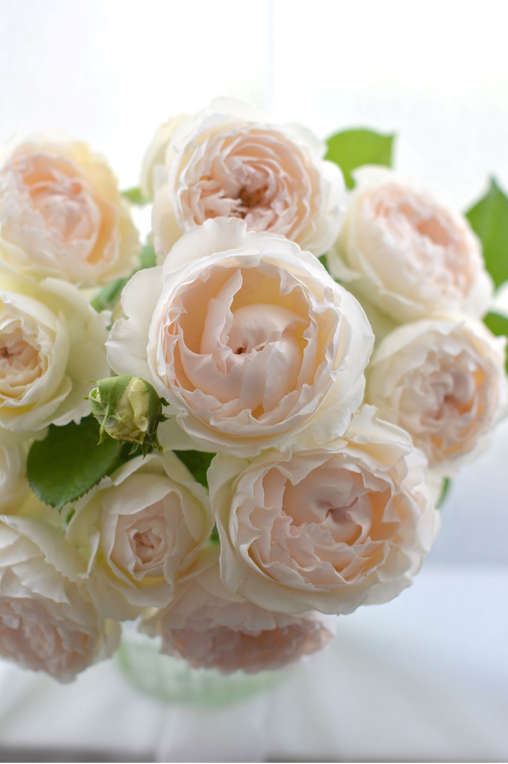 バラ大苗 <ローズ・ドゥ・メルスリー> ミエル・ドゥ・フォレ 7号鉢