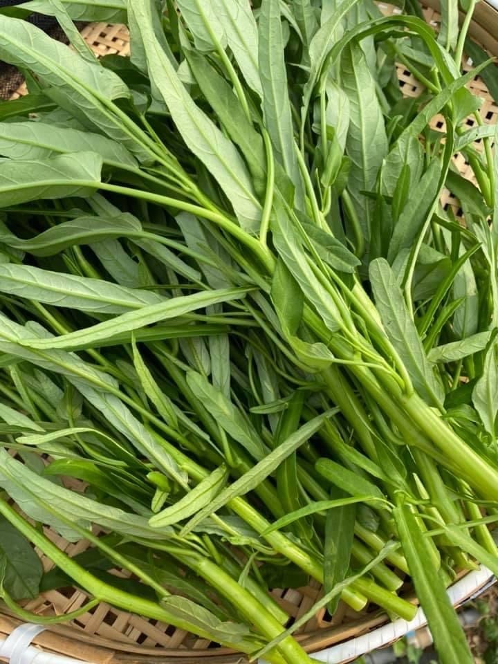 空心菜 jiayue1107キロ Rau Muống • 空芯菜(Water Spinach) 1KG | VIETNAM FOODS - ベトナム