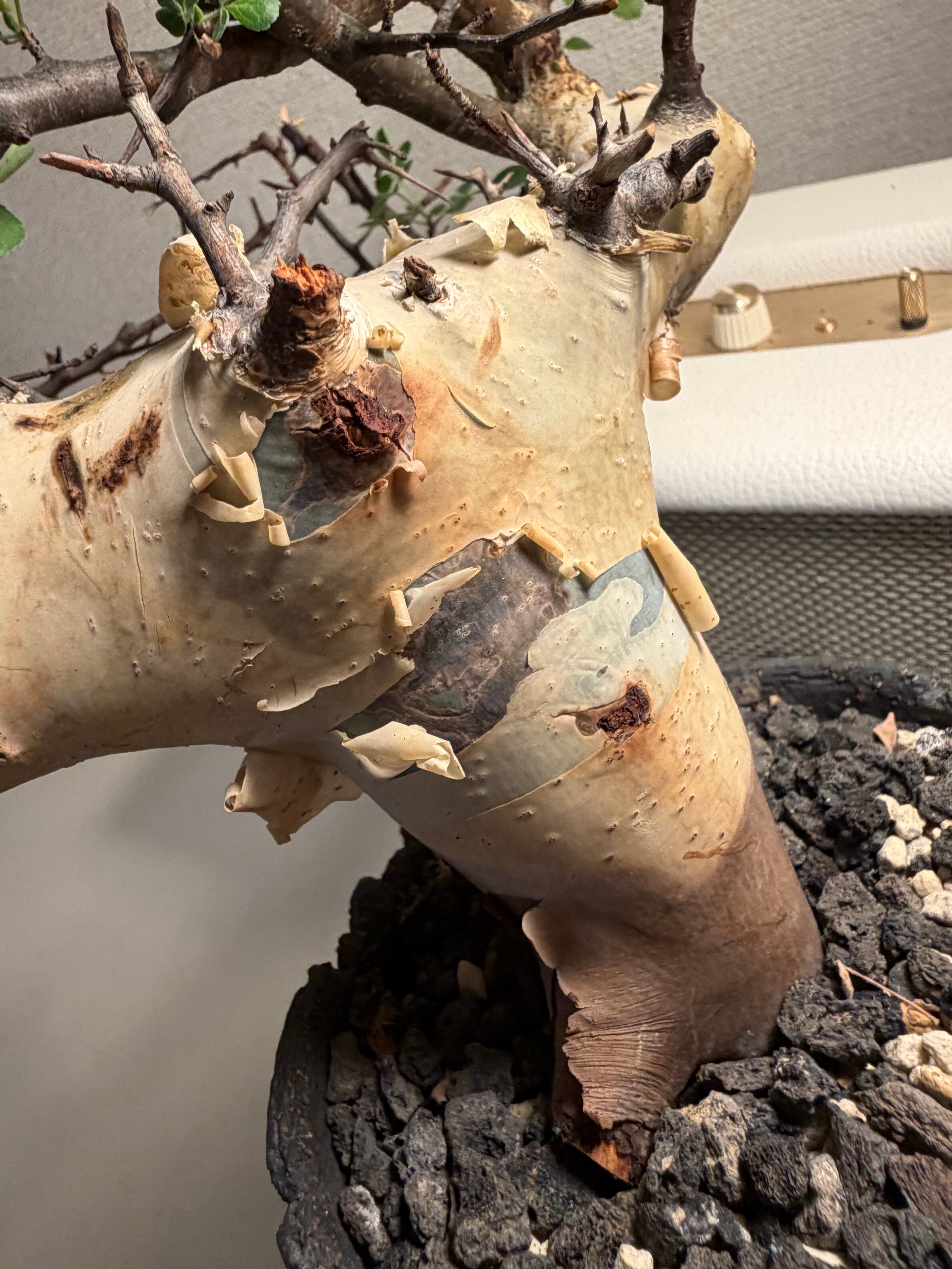 コミフォラ カタフ ピュアソマリア Commiphora アデニア アクレアータ