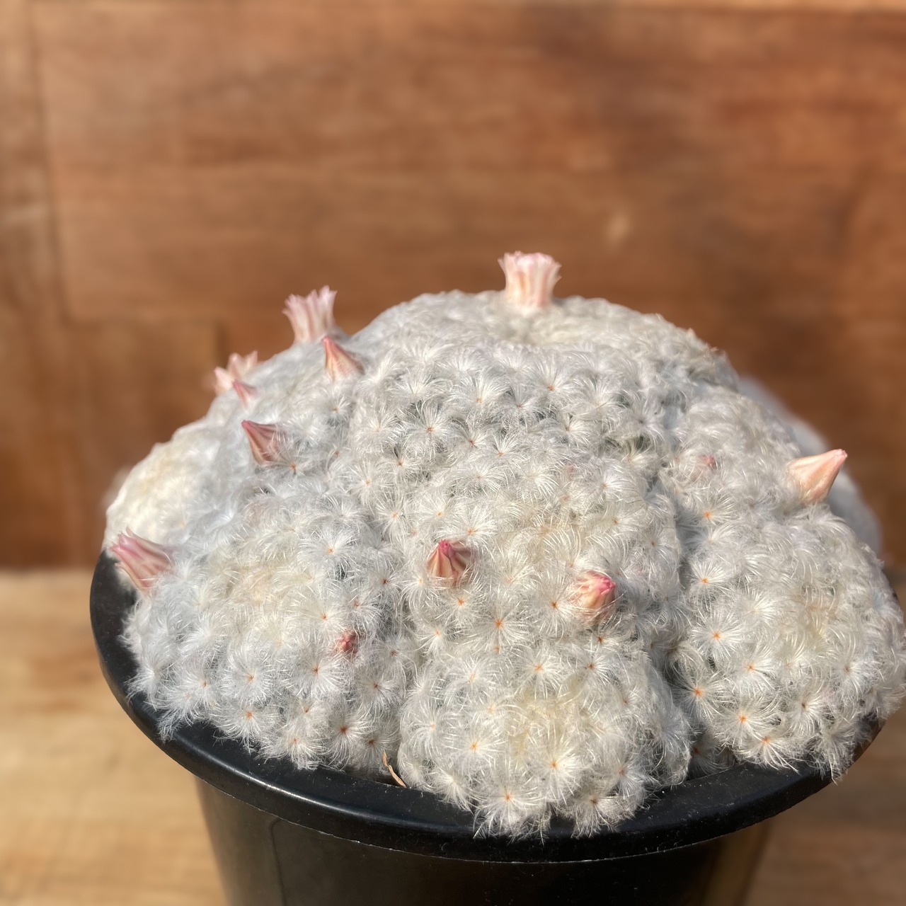 Mammillaria plumosa 【マミラリア・白星・パンチパーマ】