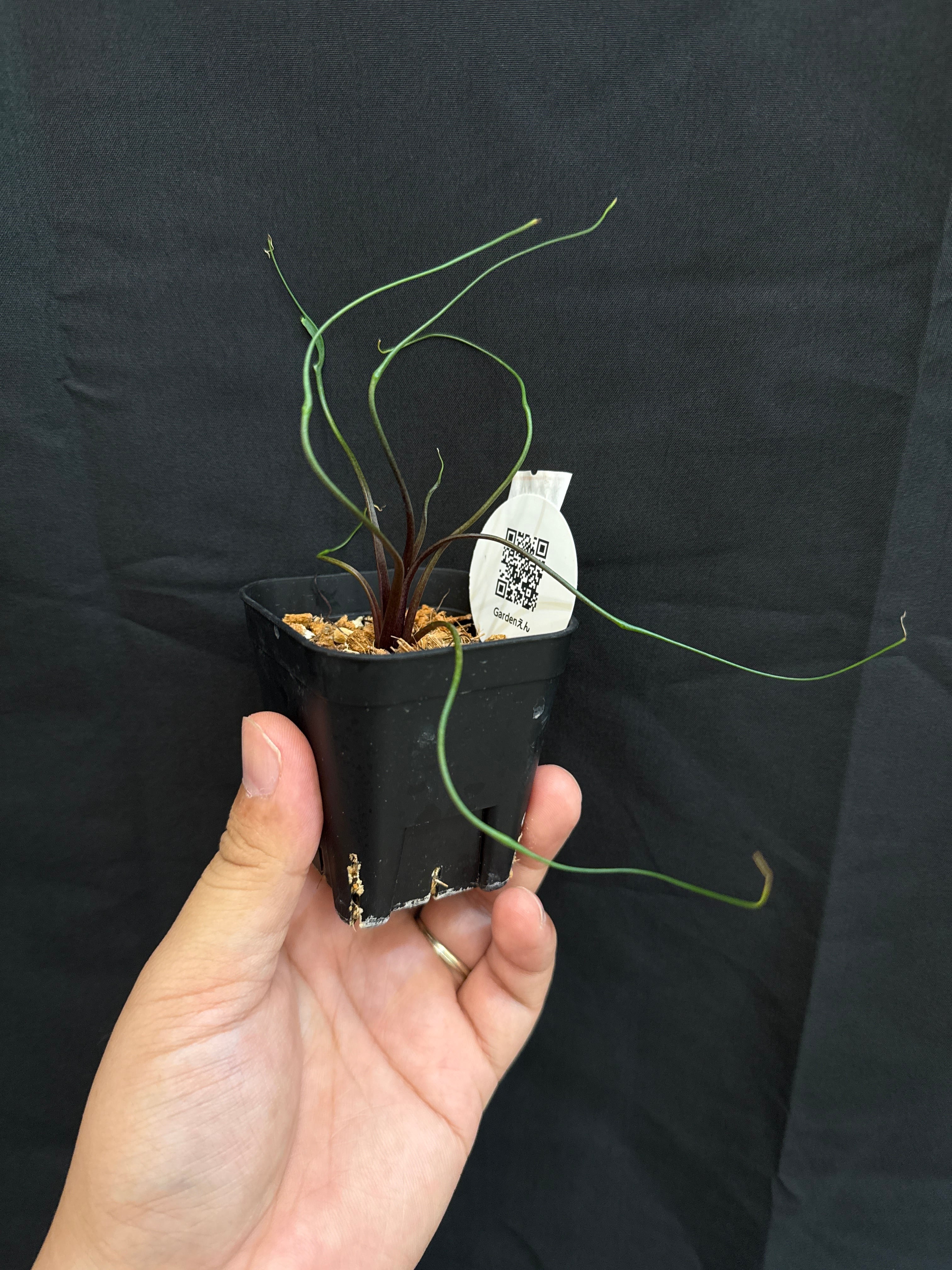 アロカシア フライングスクィード | Gardenえん 【観葉熱帯植物】