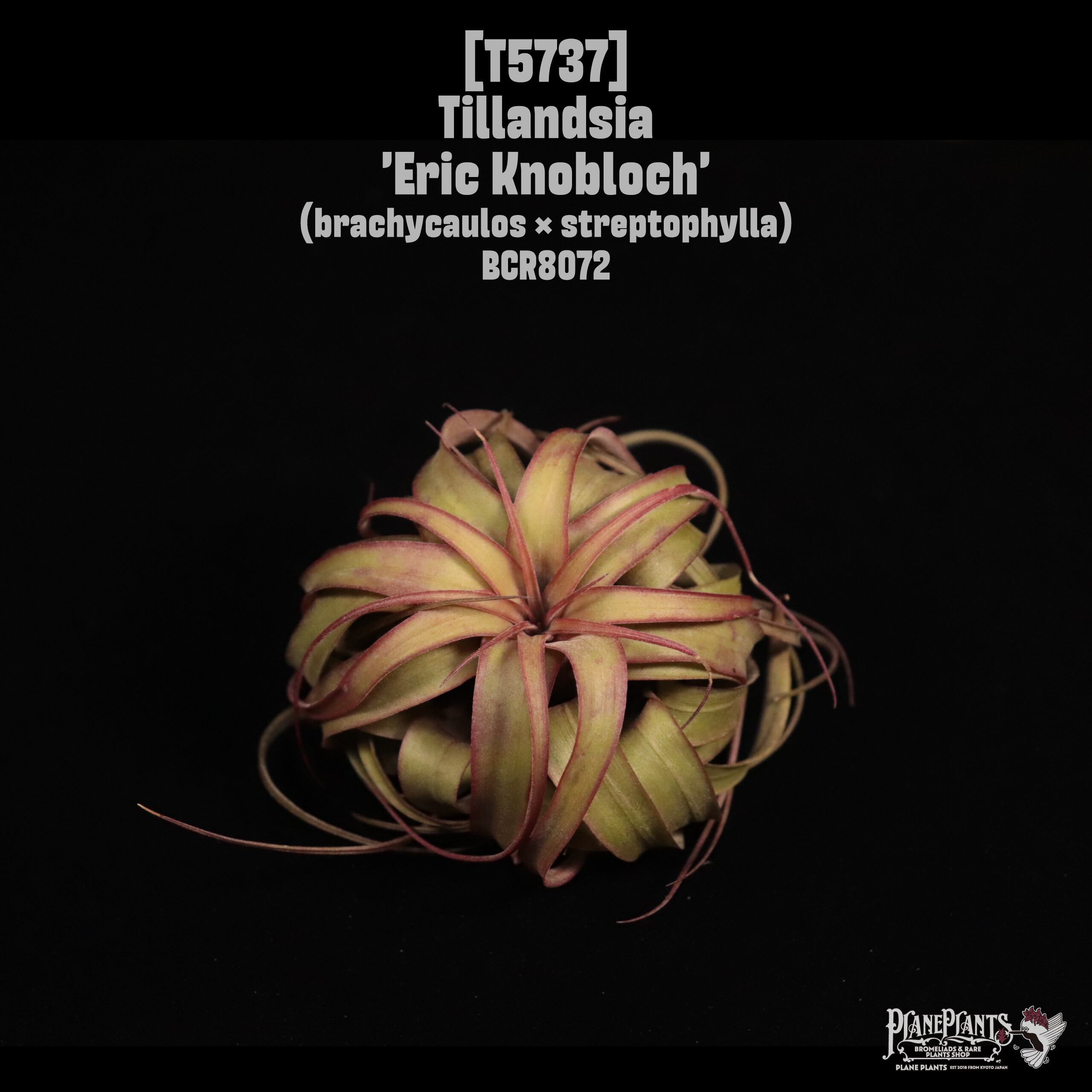 Tillandsia 'Eric Knobloch'〔ティランジア〕T5737