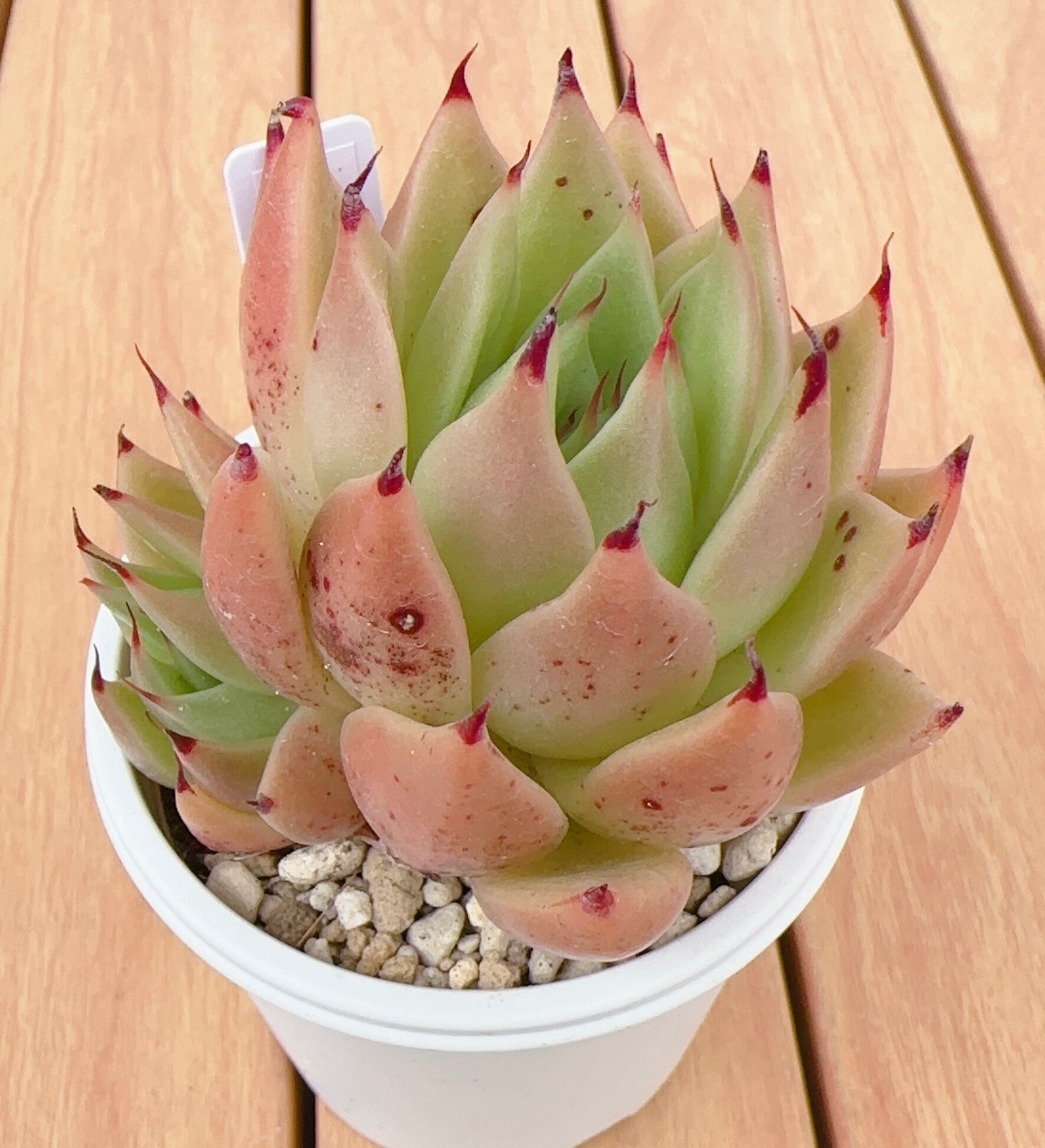 寄せ植え苗ランダム10個セット | 倉敷多肉工房