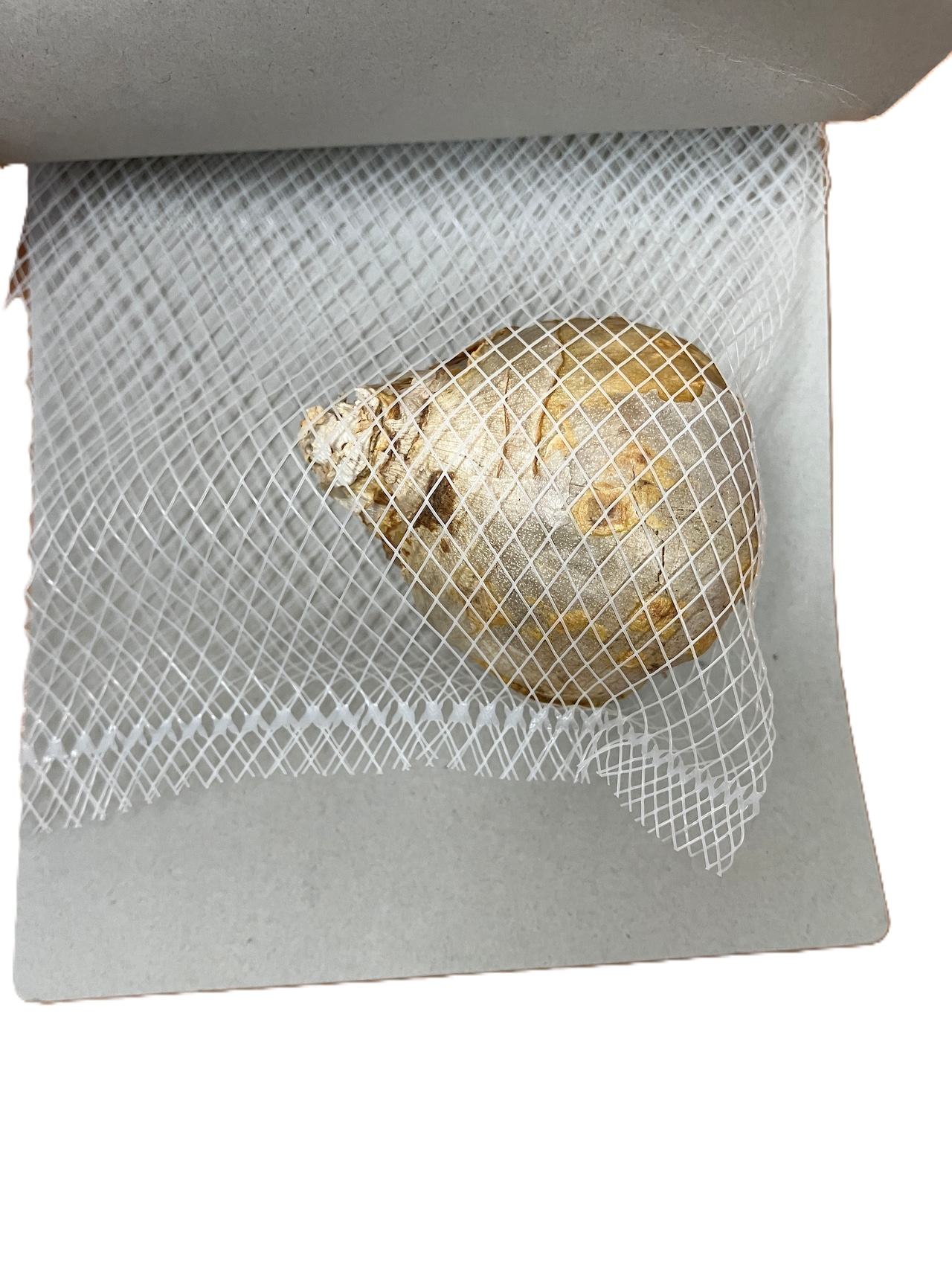 【球根・春咲き・ヒヤシンス・水栽培】ヒヤシンス球根水栽培セット 送料込み・画像4