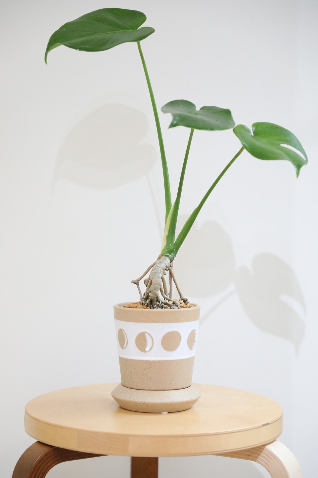 【M】モンステラ アダンソニー/Monstera adansonii　