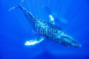クジラ奄美大島 メタルプリントS 海響(MIKI)エネルギーフォト　