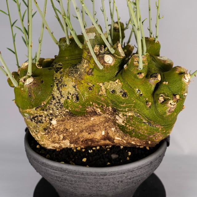 F59 アデニア ペチュエリー Adenia pechuelii ナミビア産 発根済み 現地球