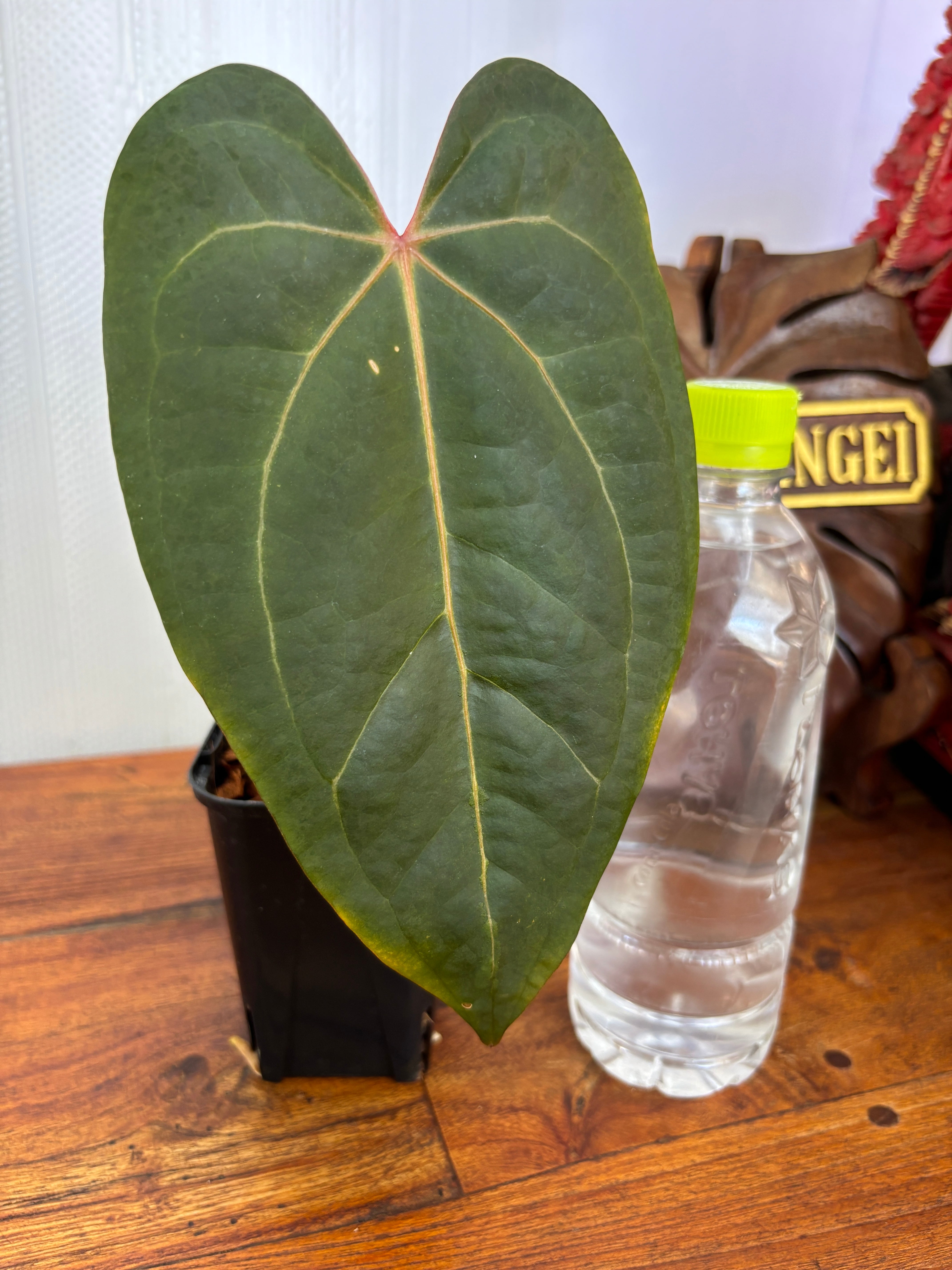 Anthurium | BALI-AN 園芸