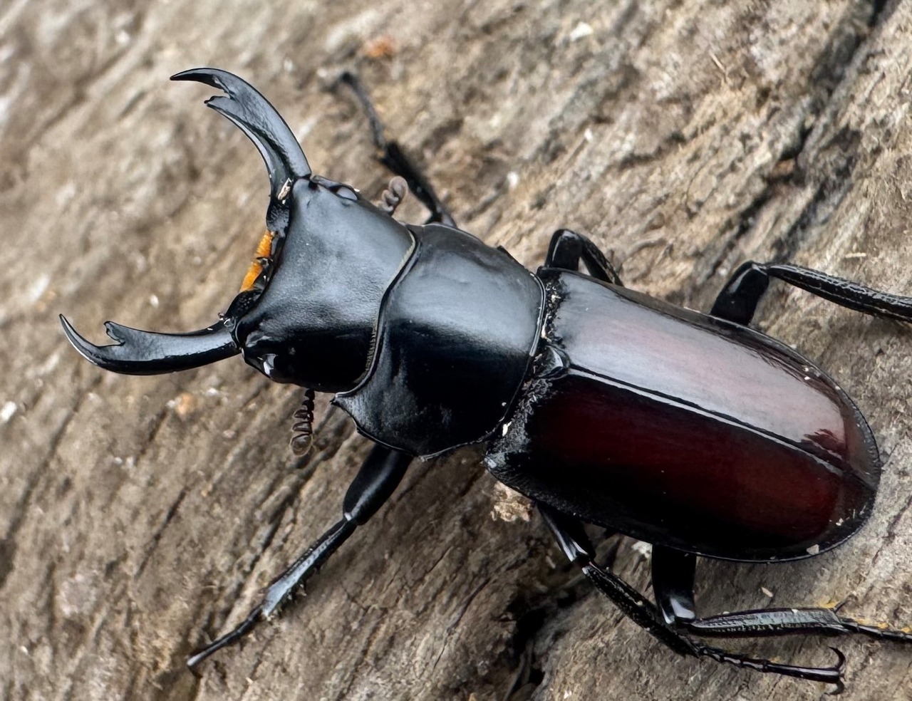 【WF3】《チュチェンセスジクワガタ 21mm ペア》