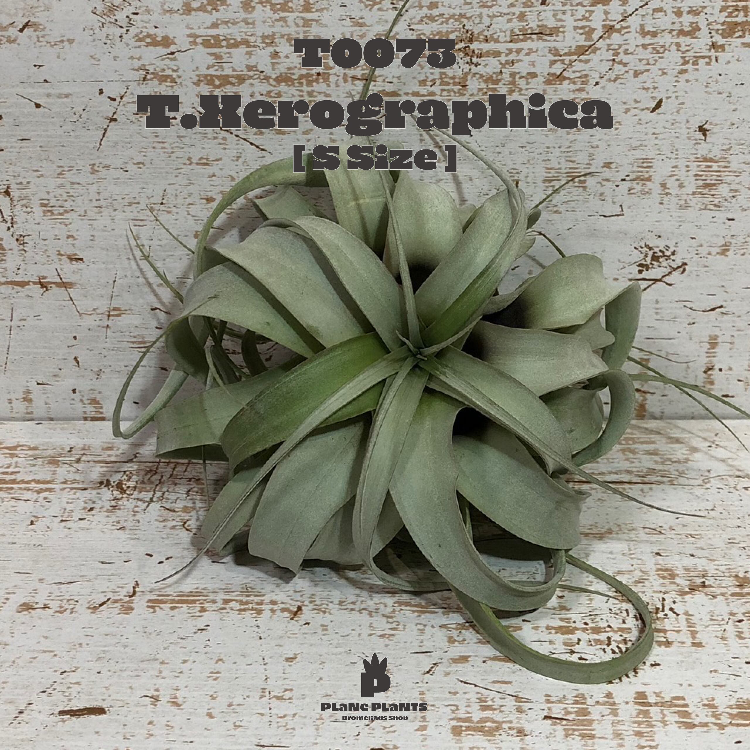 【送料無料】キセログラフィカ S〔エアプランツ〕現品発送T0073