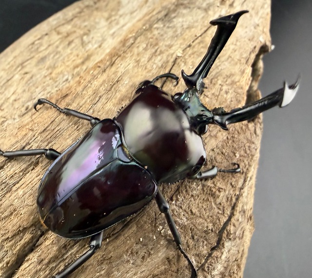 《ニジイロクワガタ 紫紺系 55.5mm ペア》