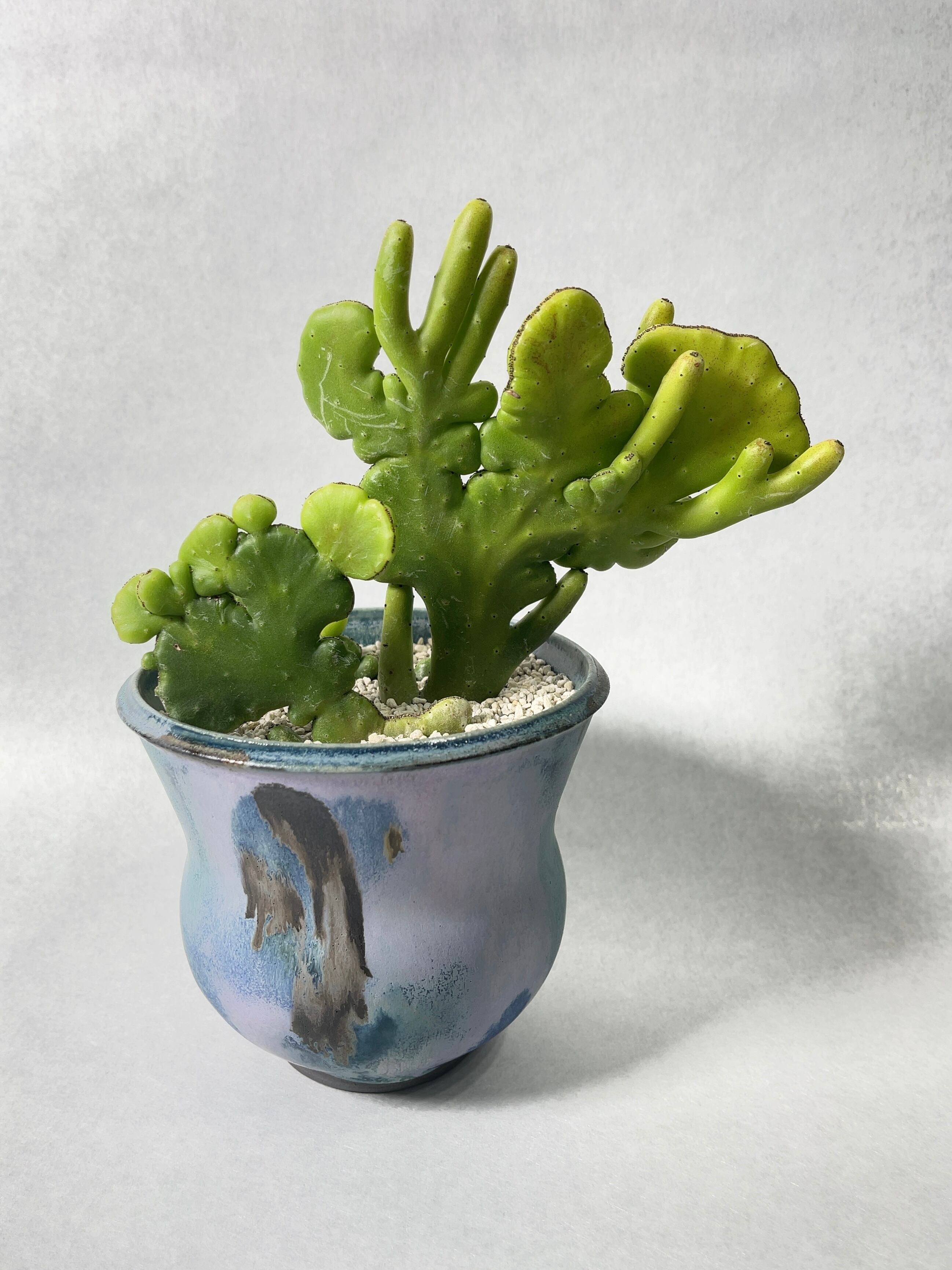 ユーフォルビア・オンコクラータ錦綴化 | trigger