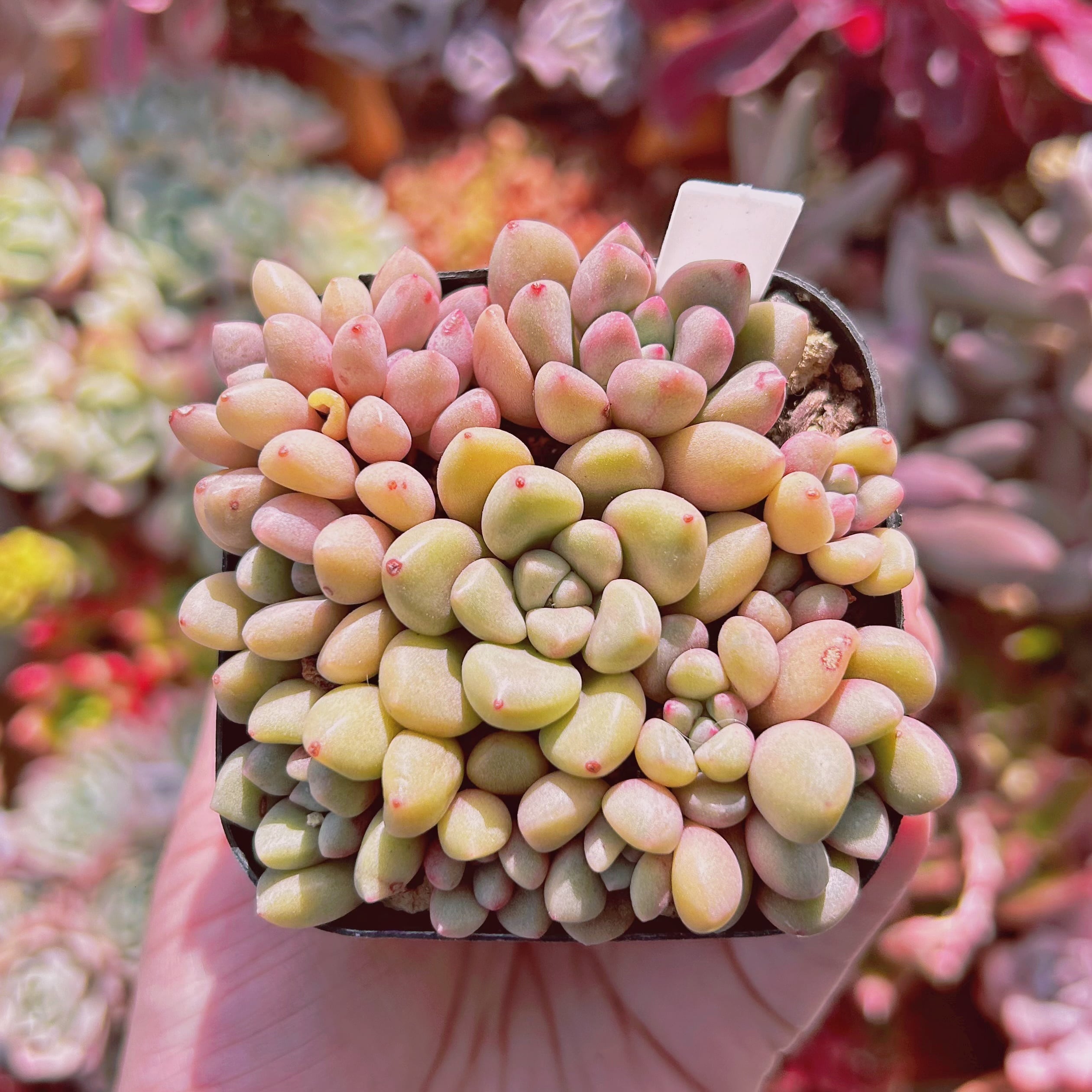 #590現物　多肉植物　パンダアイ　抜き苗