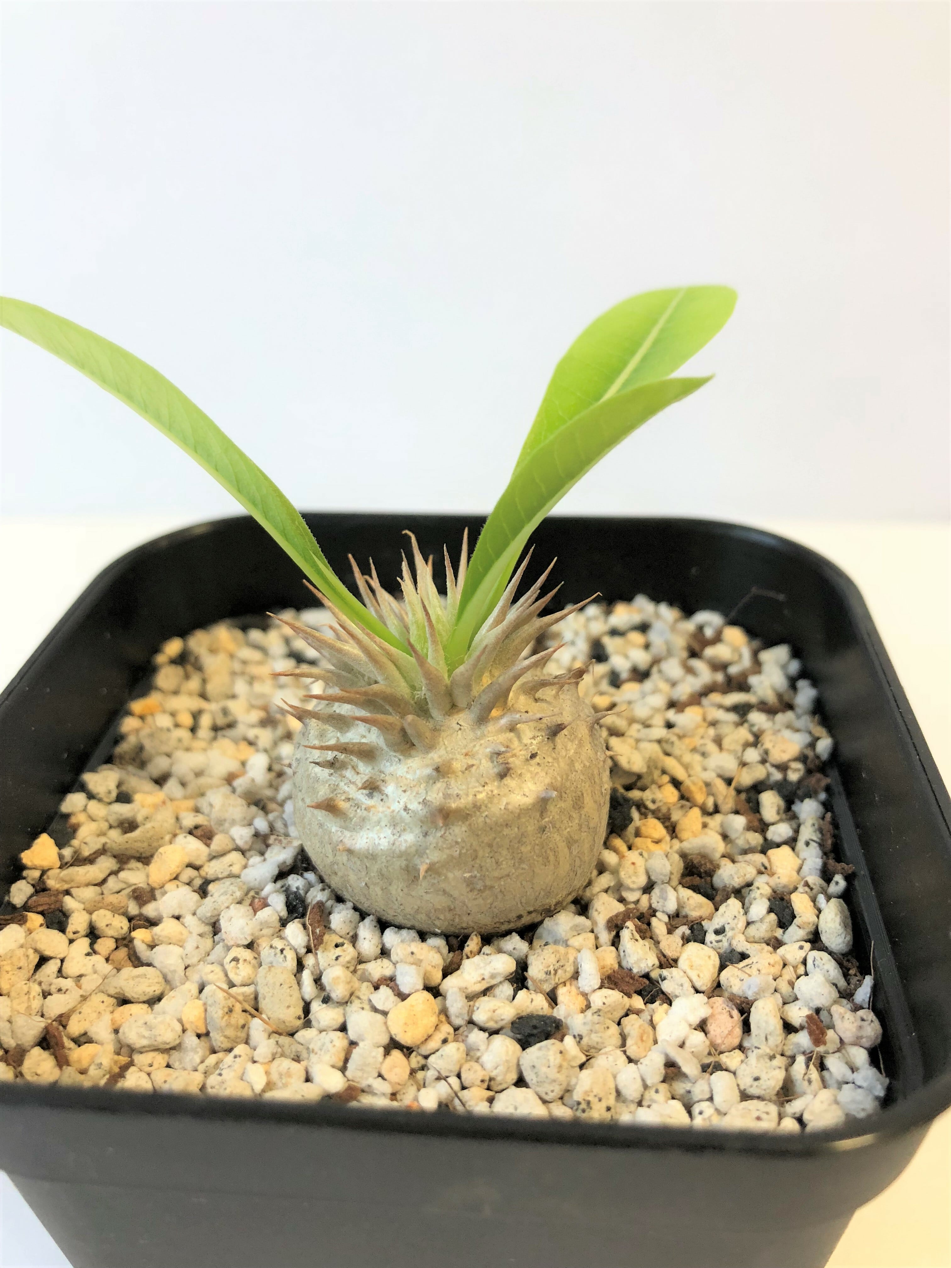 Pachypodium Densicaule パキポディウム 恵比寿大黒 | plants MARU ...