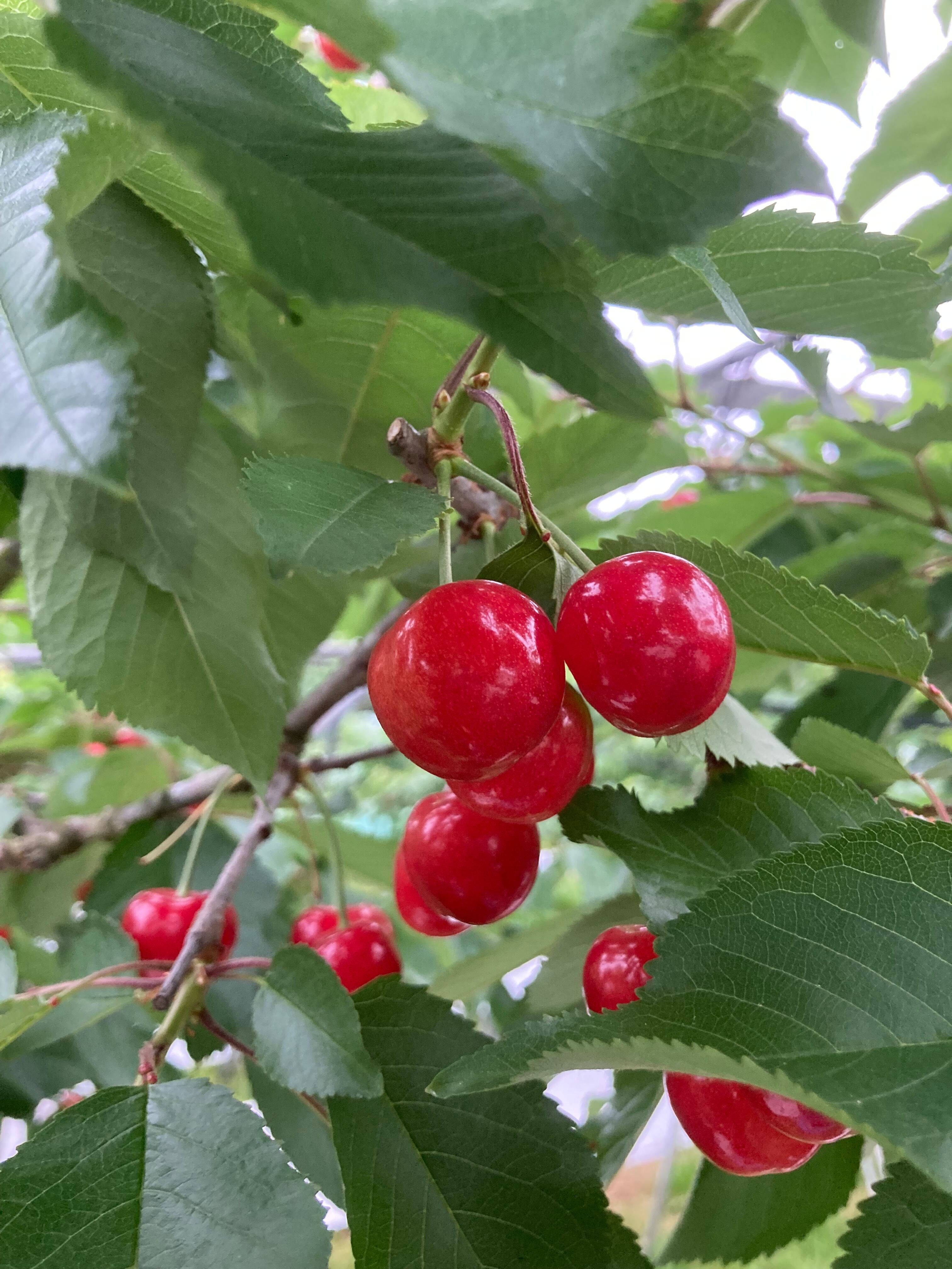 甘くて！大きい！訳あり「紅秀峰」バラ詰め1kg