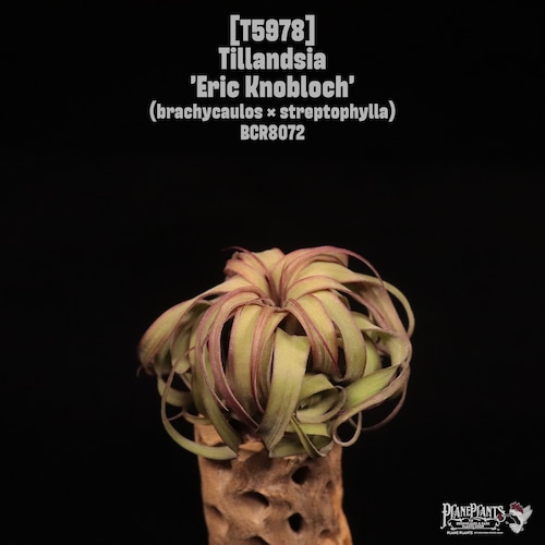 Tillandsia 'Eric Knobloch'〔ティランジア〕T5978