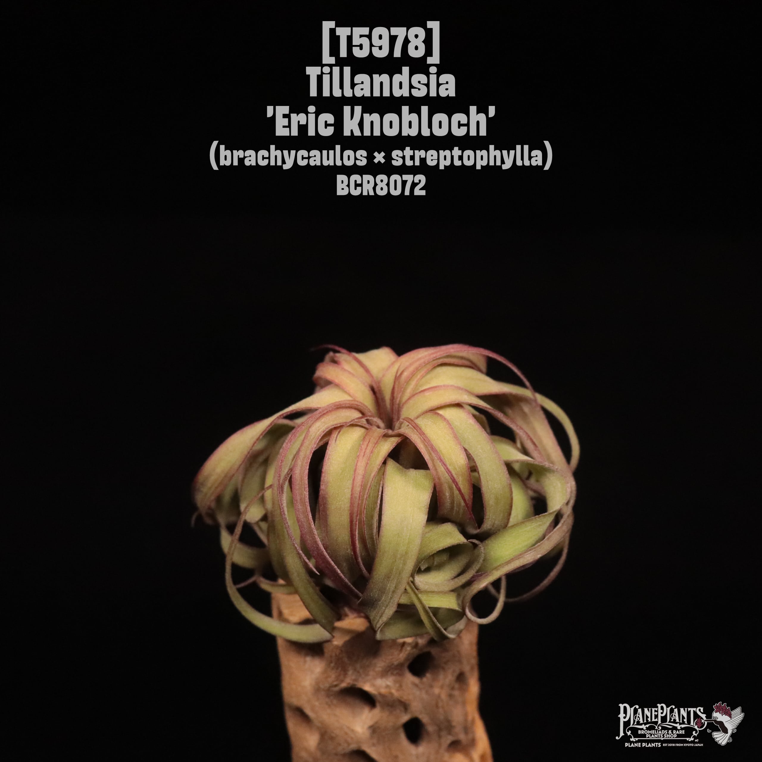 Tillandsia 'Eric Knobloch'〔ティランジア〕T5978