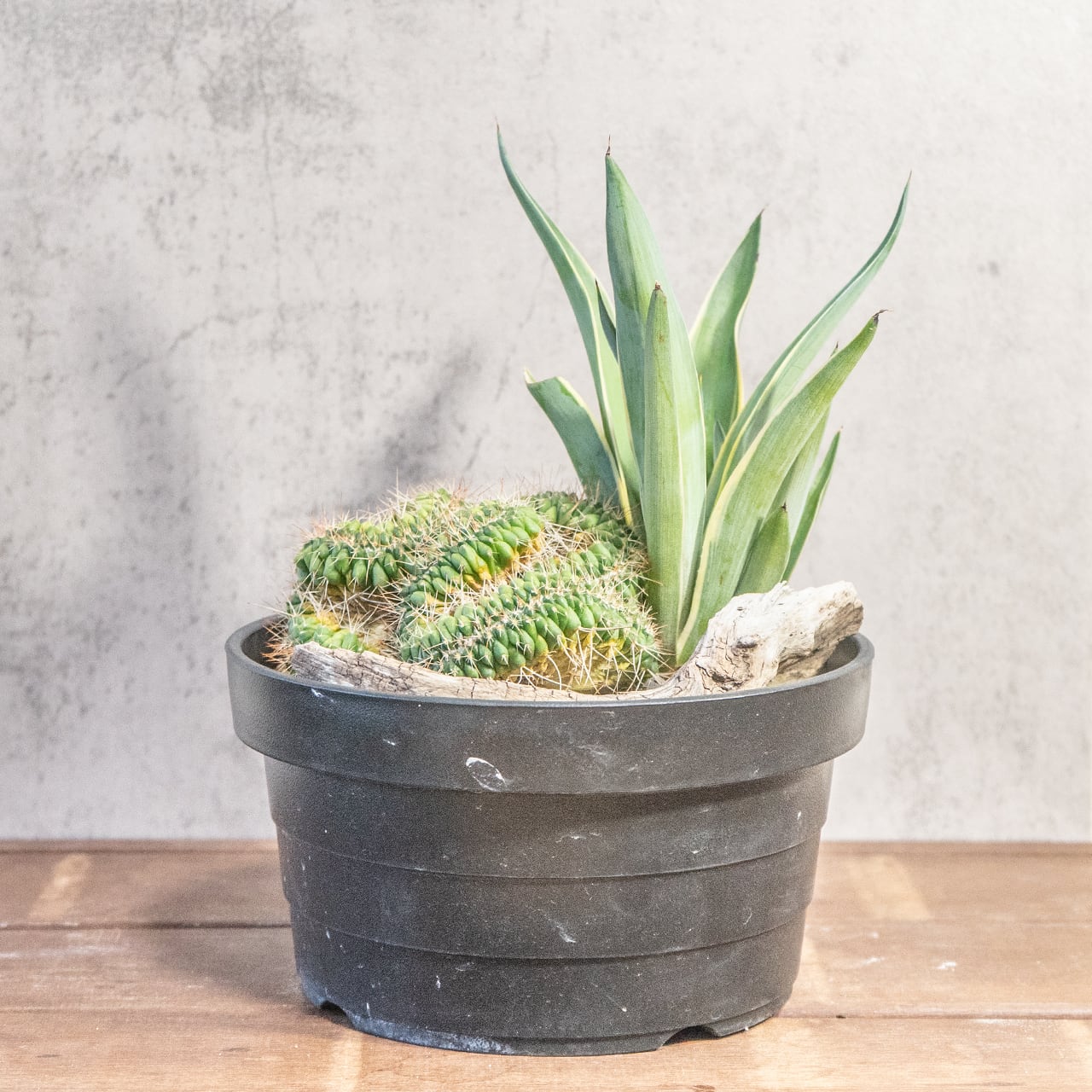 マミラリア白棘白竜丸とアガベ|自然美あふれる流木アレンジ寄せ植え|虫発生抑制