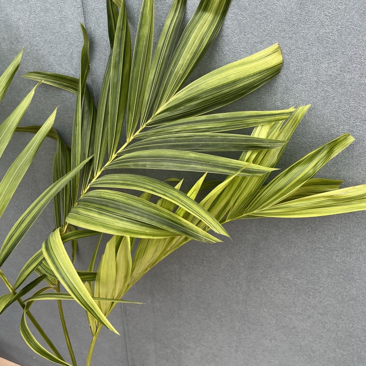 現品］【希少】8番 マニラヤシ 斑入り 観葉植物 大型 室内 8号 プラ鉢