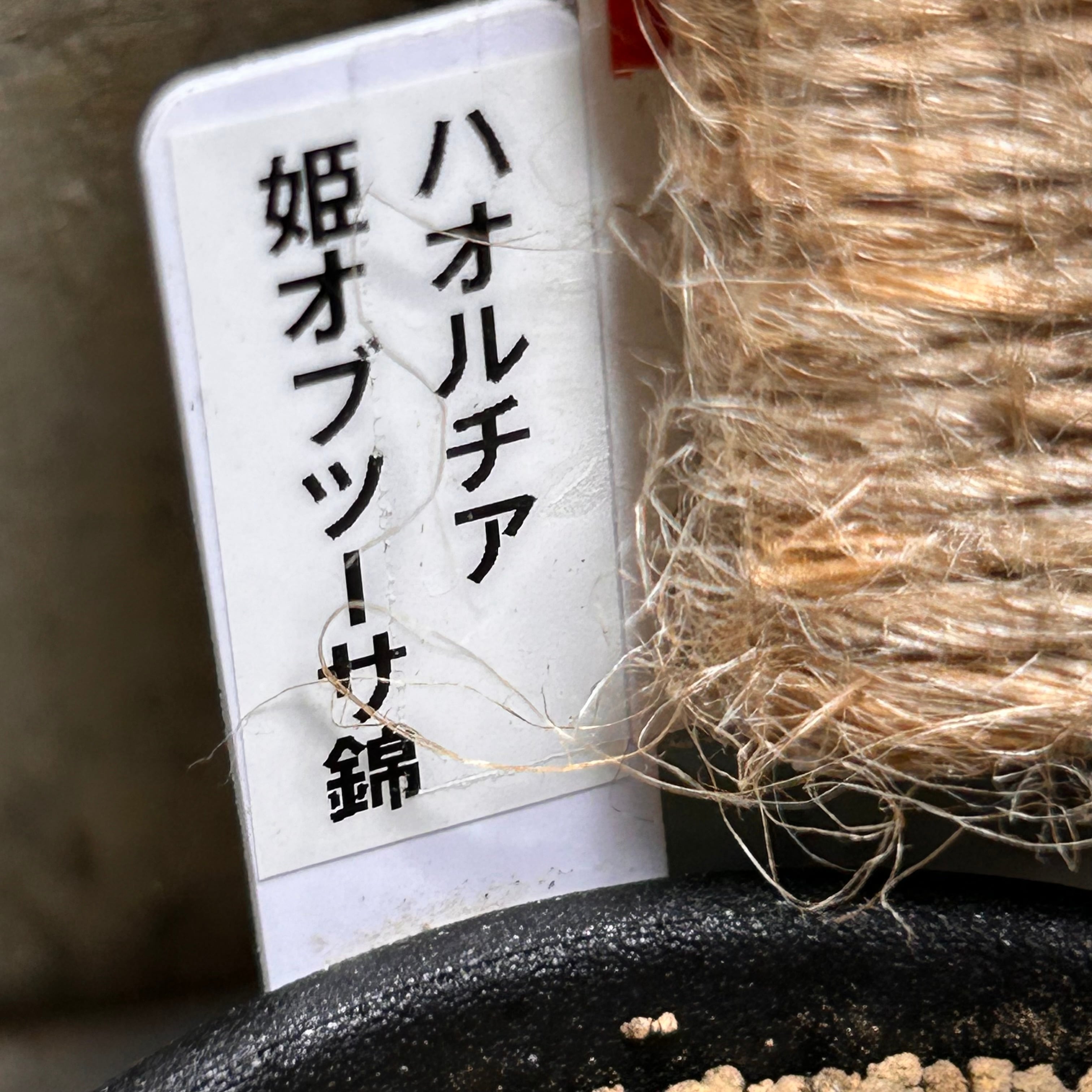 T) 姫オブツーサ錦 ハオルチア | RuPo 多肉植物専門店