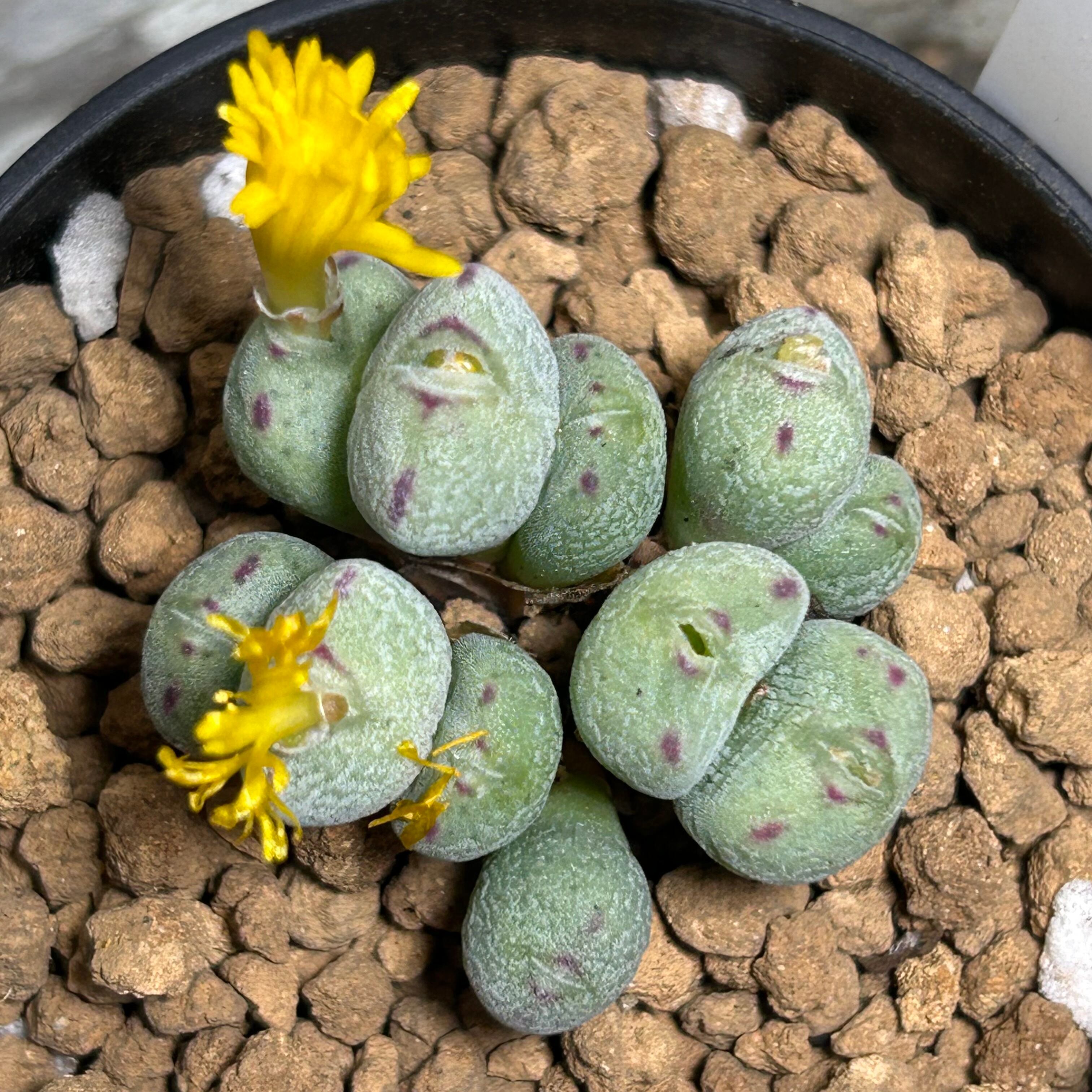 コノフィツム | RuPo 多肉植物専門店