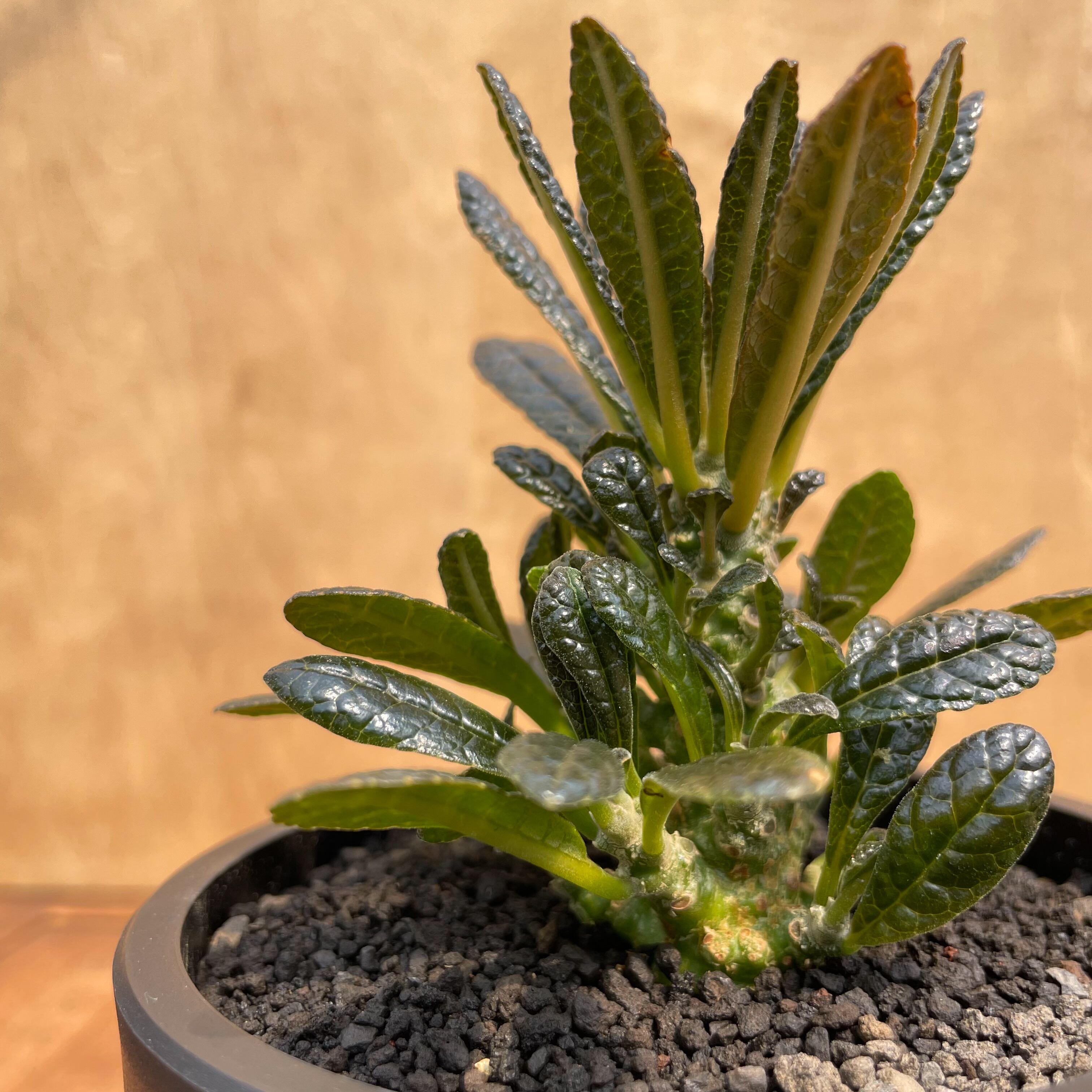 【レア/塊根植物】ドルステニア ギガス 鉢植え A-5 レア/塊根植物】ドルステニア ギガス 鉢植え A-5 【公式通販】