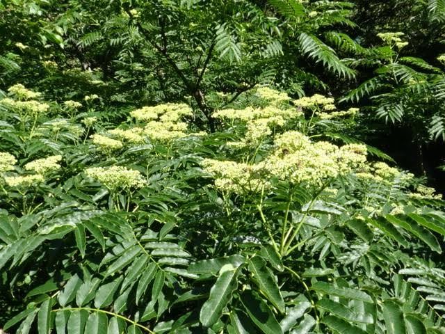 盛夏の花々（からすざんしょう百花） 200g | ボトルタイプ | 国産