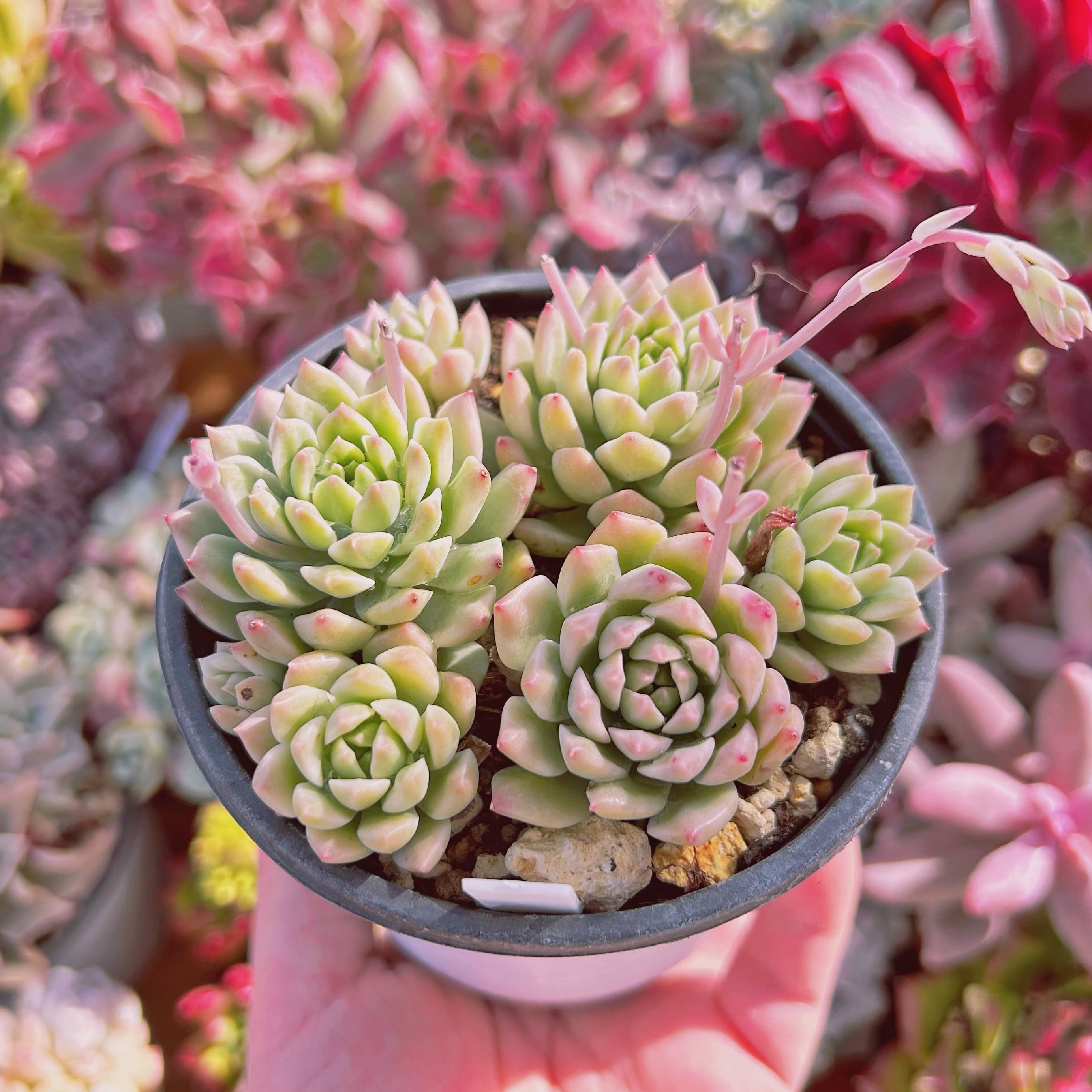 853現物 多肉植物 マッコス錦 | るる農園~多肉植物専門