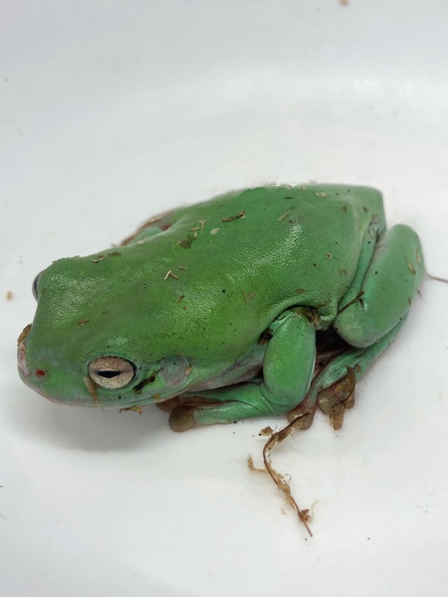 イエアメガエル 1匹 | まるころ商店〜まるくてころころした生き物を 