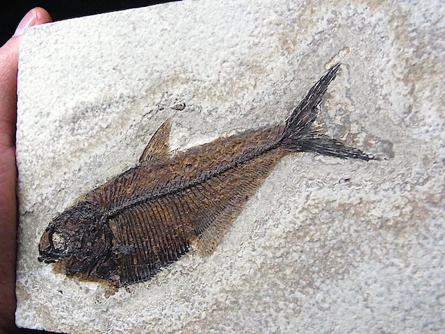 【 化石 】魚化石 ディプロミスタス Diplomystus グリーンリバー ワイオミング