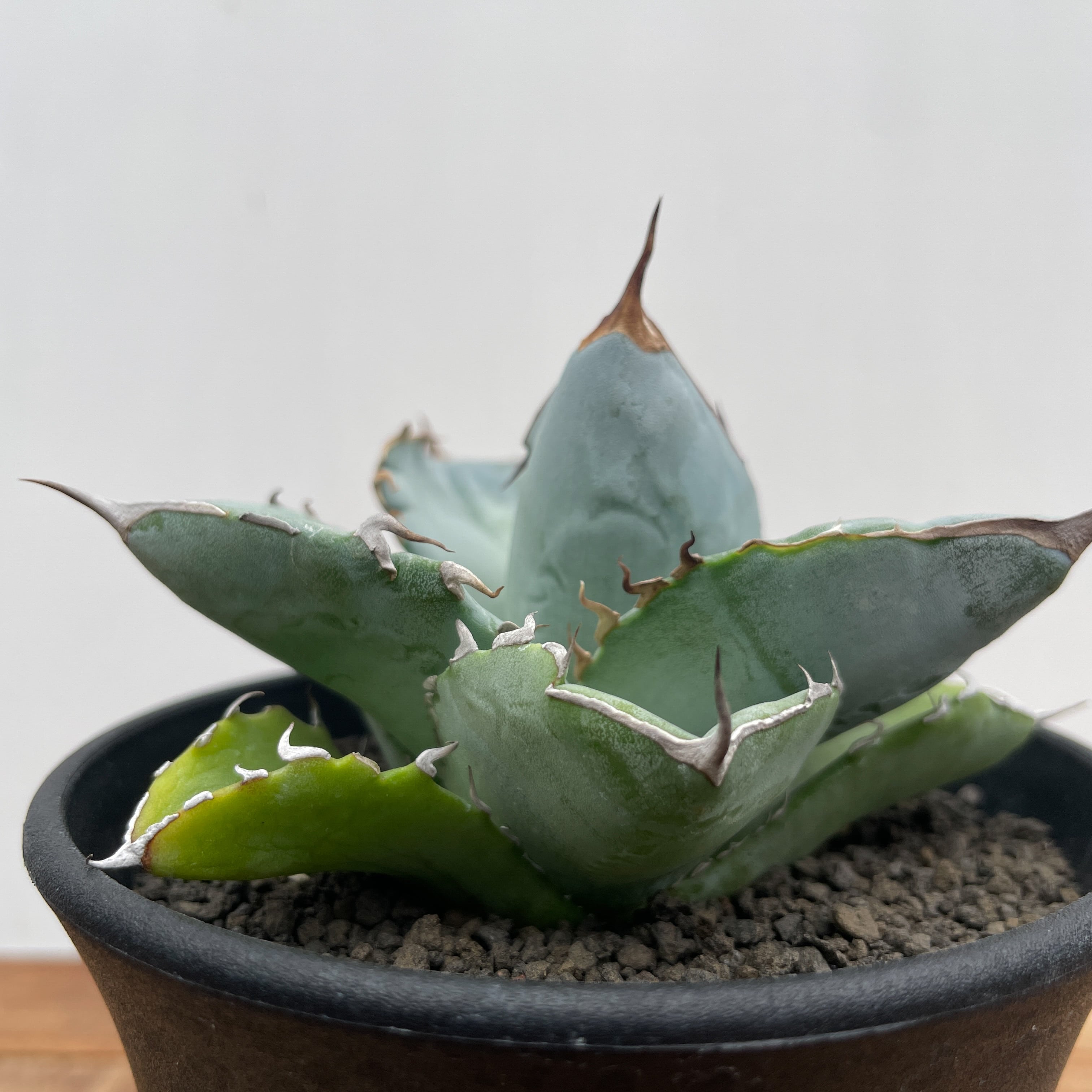 Agave oteroi【アガベ・オテロイ・実生】 | RIMO'S GREEN 【Saboten