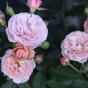 希少　四季咲きミニバラ　カーナハニーゴールド　芳香　おしゃれカラー　丈夫でよく咲く