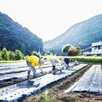 にんにく1kg(農薬・化学肥料・除草剤不使用)