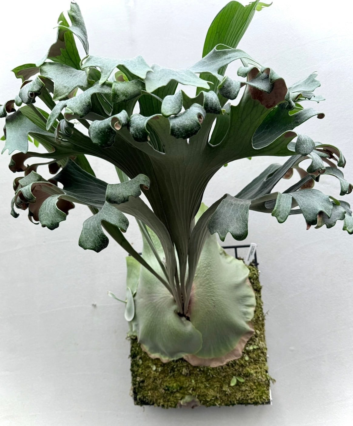 Platycerium_ビカクシダ | vandaka plants