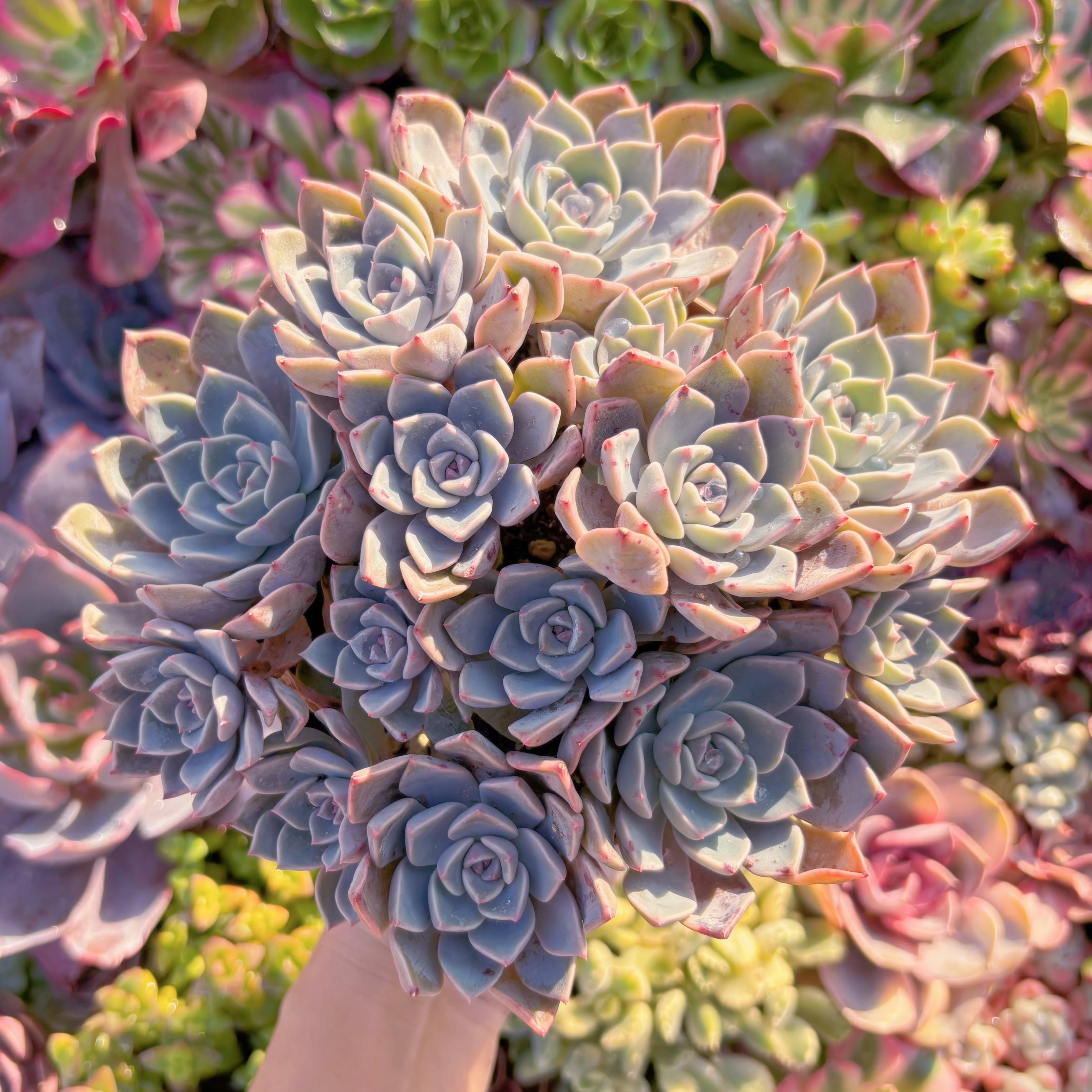 現品　Pretty in Pink#M27X　大群生　るる農園