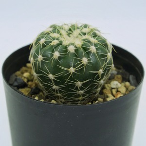 たまちゃんず農園 サボテン すみれ丸