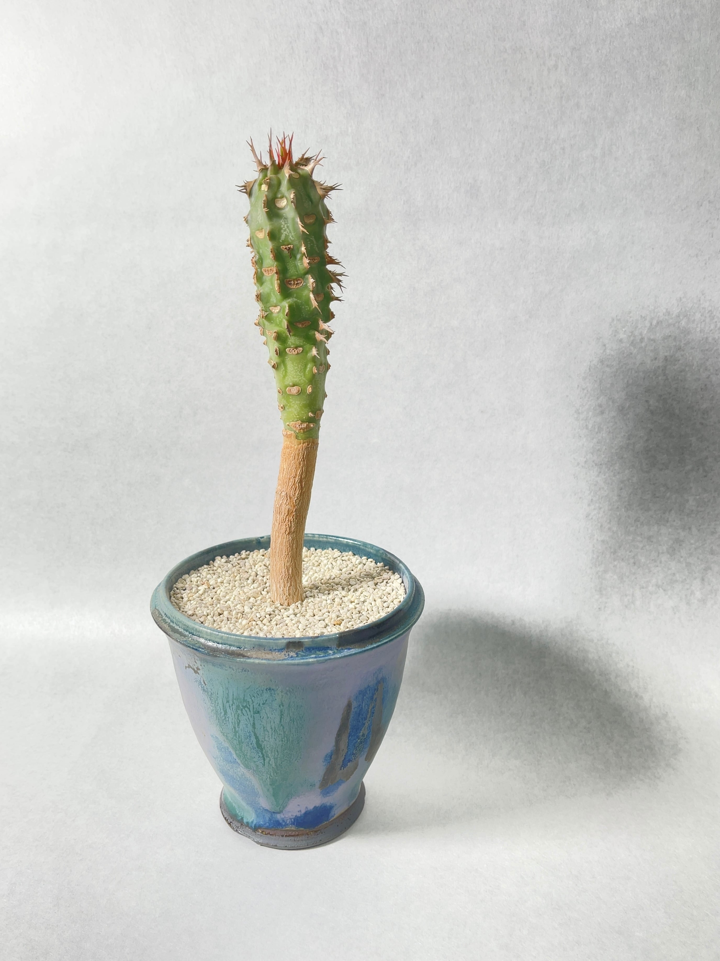 【Collection株】ユーフォルビアビグエリー 噴火竜 綴化 実生 塊根植物 楽天市場】多肉植物：ユーフォルビア ビグエリー 噴火竜*L 幹幅9cm