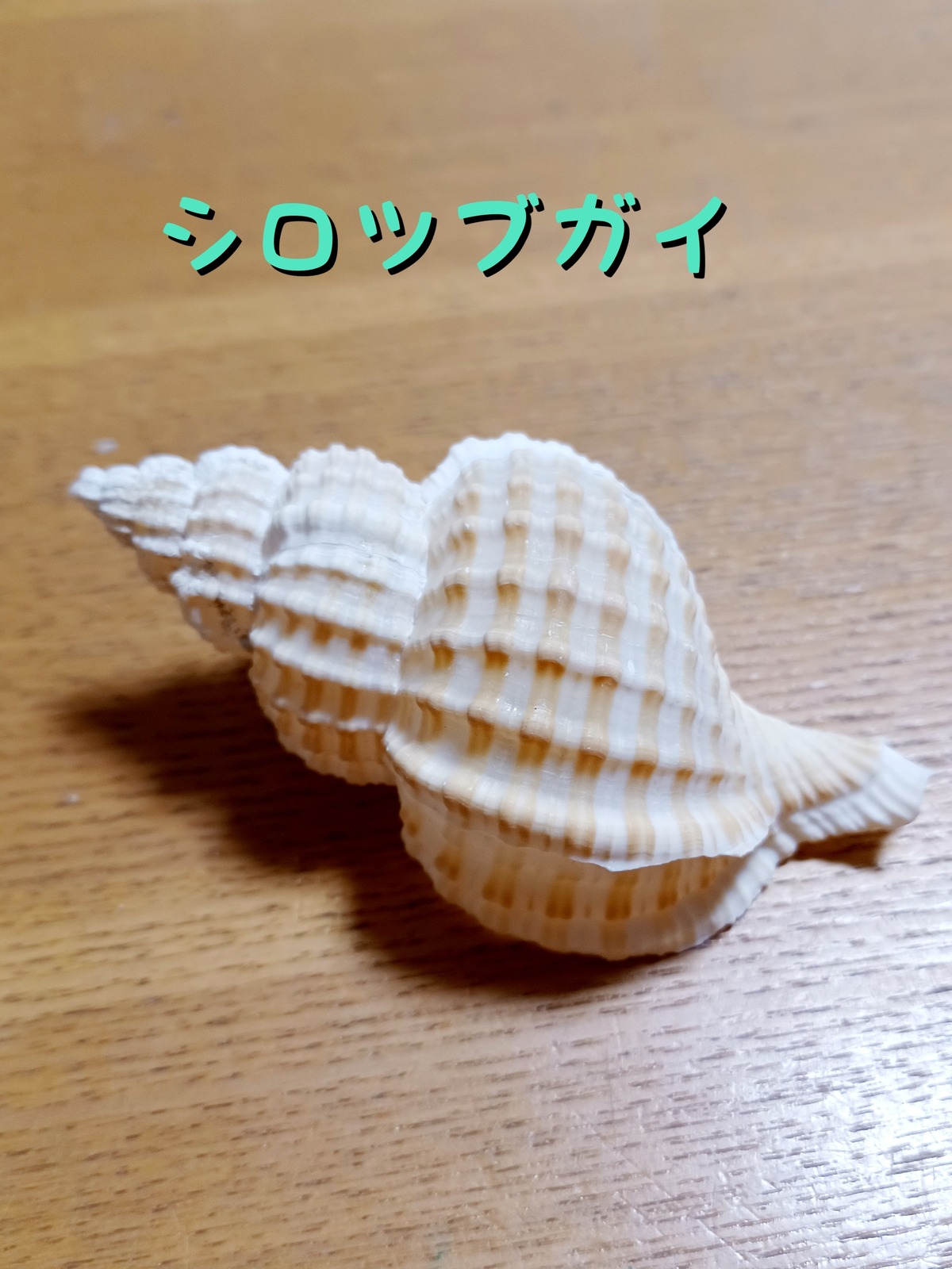 殻口約3.6cm シロツブガイ | オカヤドカリショップ BiTa