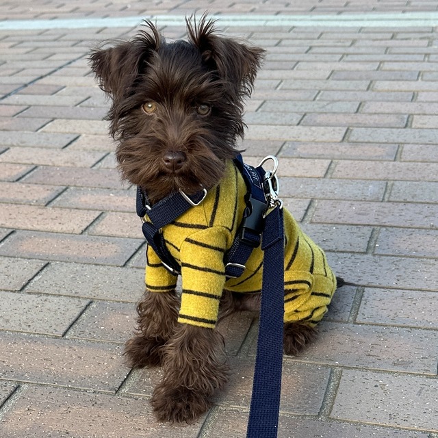 basic color harness read(navy)