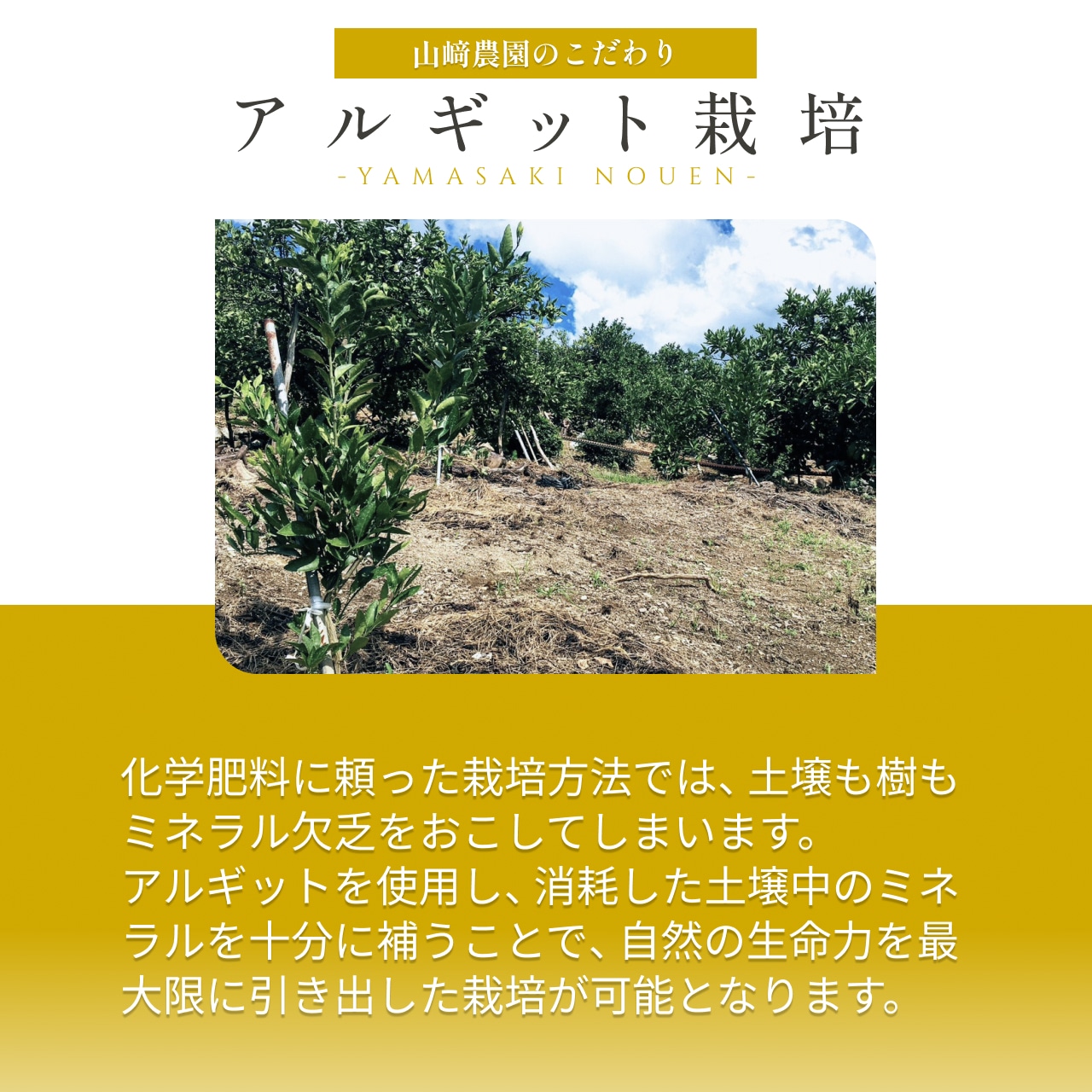完熟アルギット不知火(露地)約1.5kg 【2月中・下旬頃～発送予定】