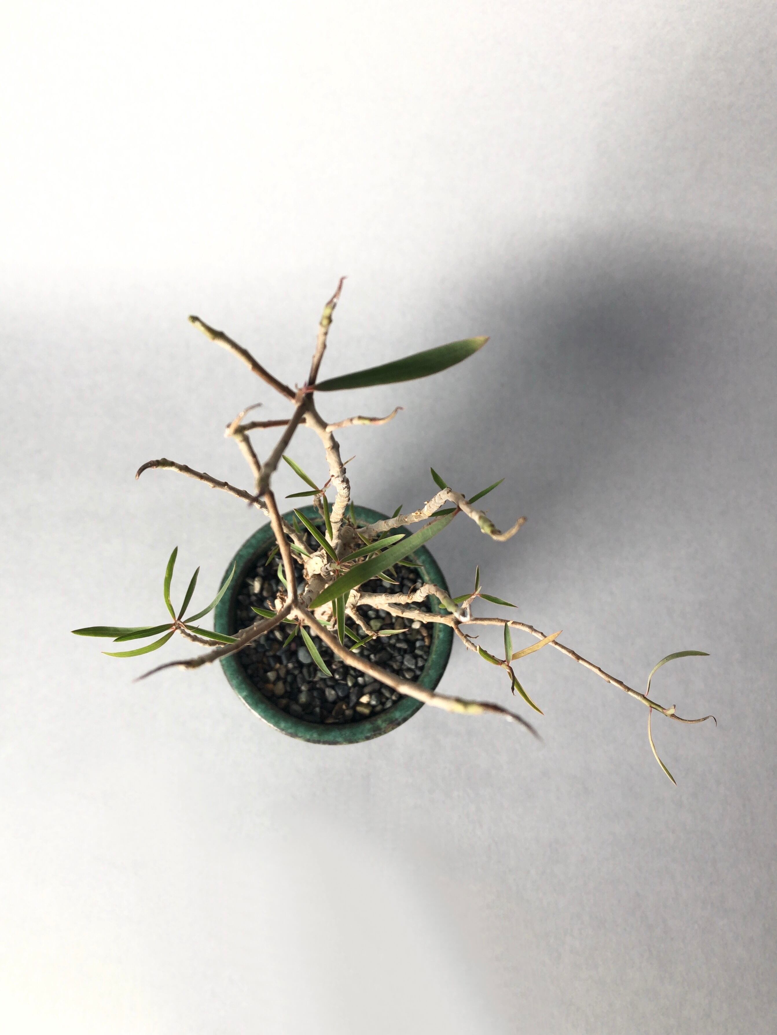 ユーフォルビア・バルサミフェラ | trigger