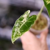 アロカシア グリーンベルベット / Alocasia Green Velvet⑫ / 観葉植物
