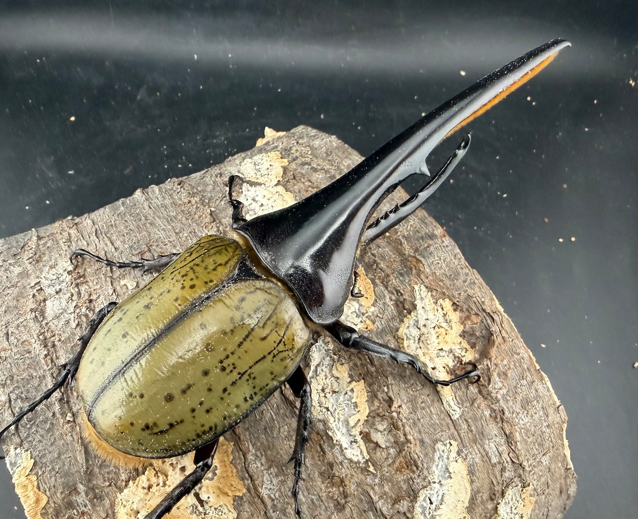 《ヘラクレス・ヘラクレス 優良血統 149mm ペア》