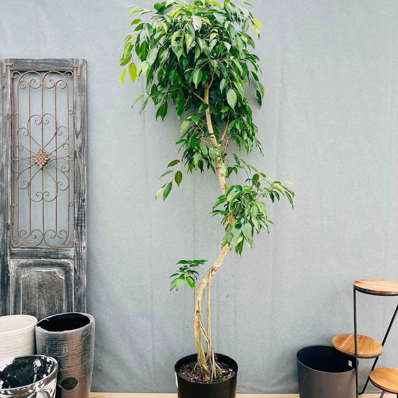 現品］10番 フィカス アルテシマ 8号 観葉植物 室内 大型 ゴムの木